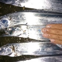 引き釣りでタチウオ